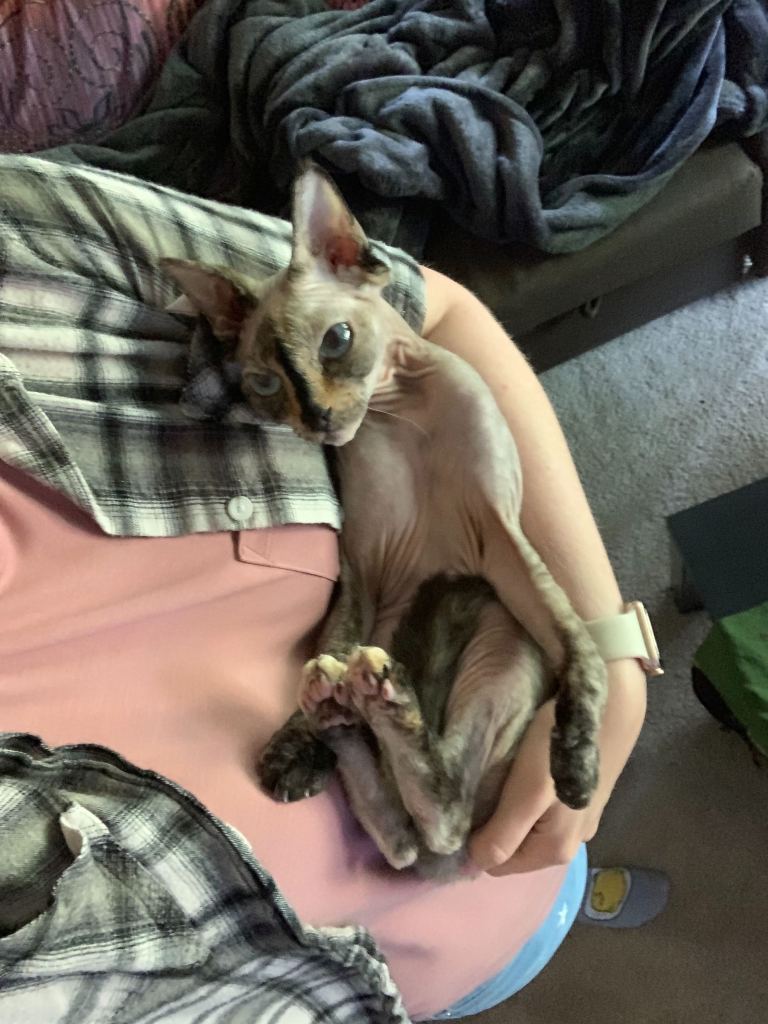 A cute sphinx cat being held